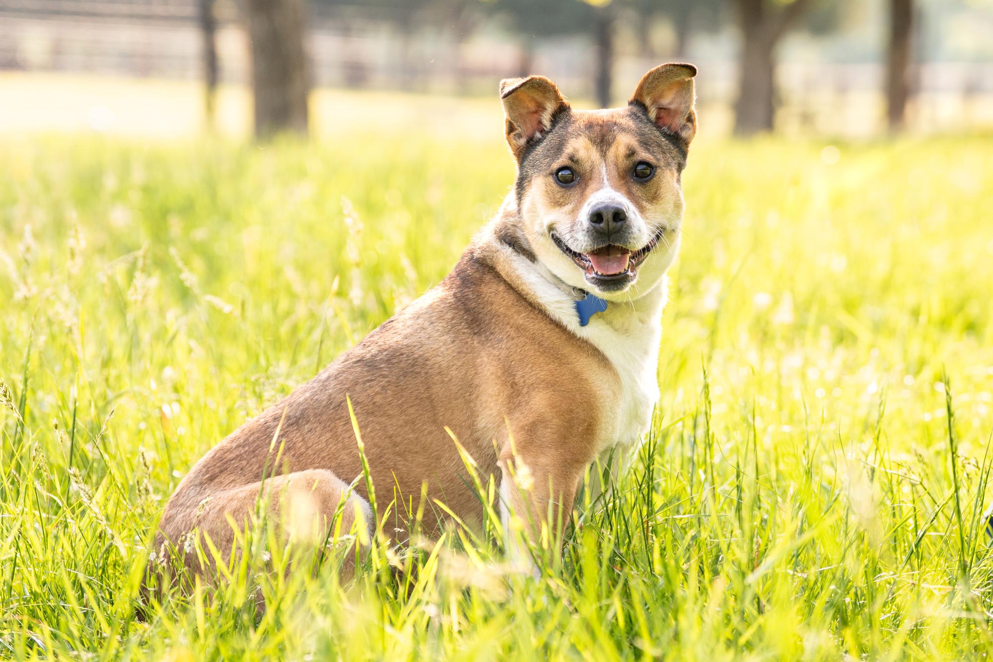 Stella, a Adoptable mixed breed in Louisa, VA image 5/5