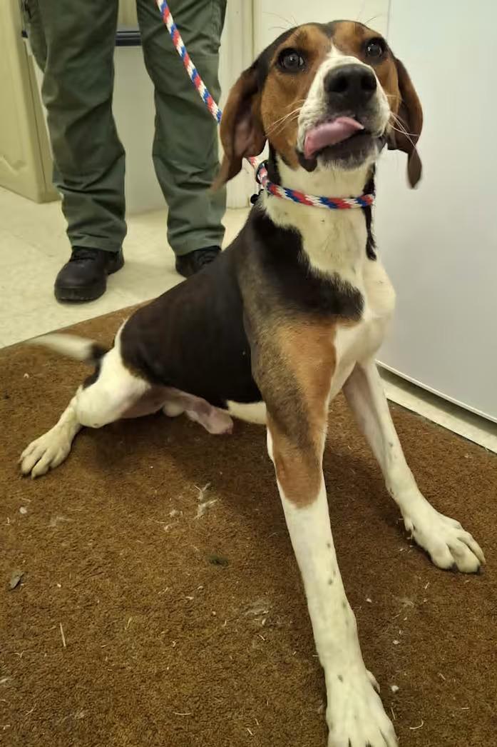 Buzz- Lightyear - Sponsored, a ADOPTABLE Treeing Walker Coonhound in Monterey, VA image 2/3