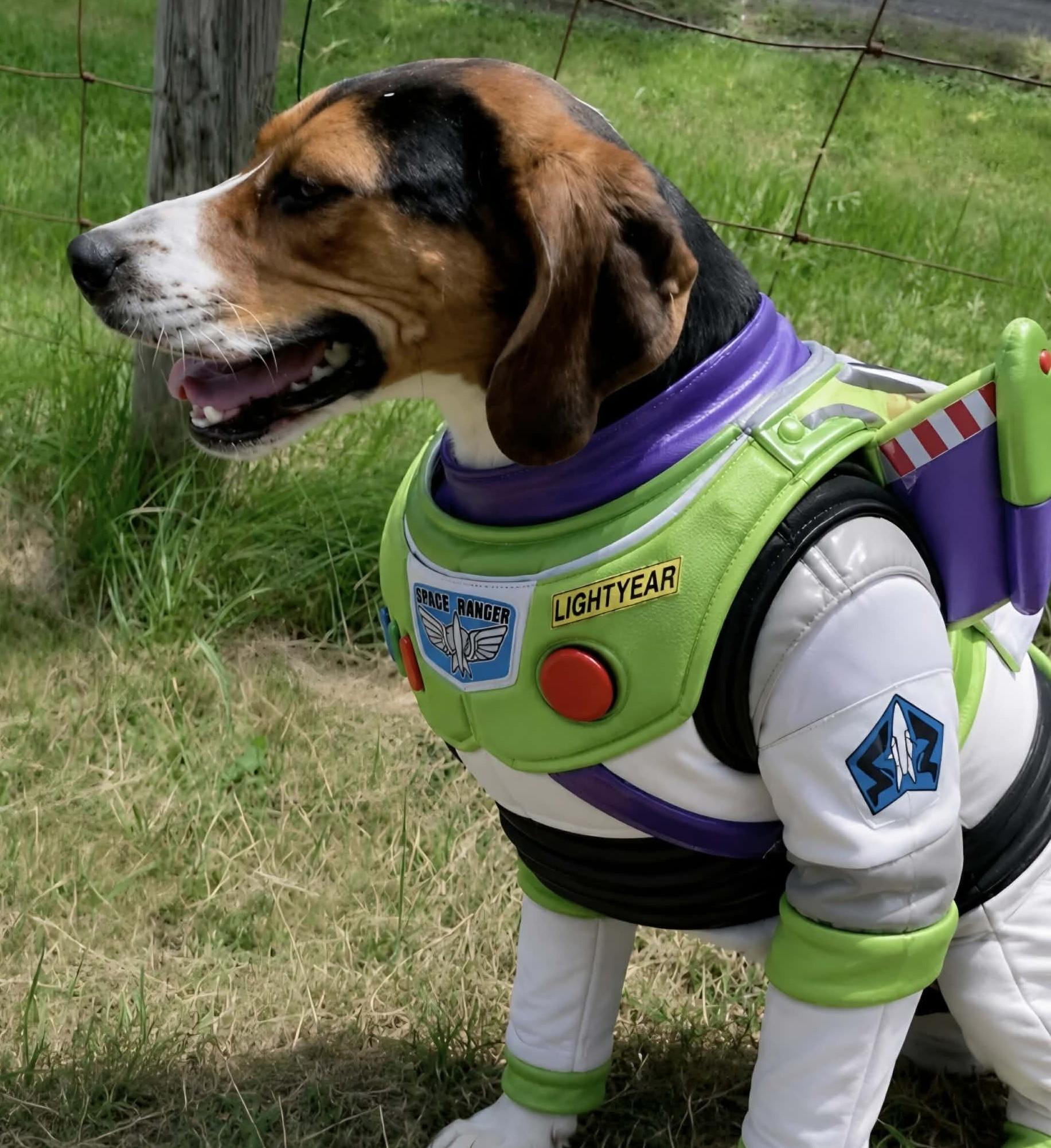 Buzz- Lightyear - Sponsored, ADOPTABLE, Young Male Treeing Walker Coonhound.