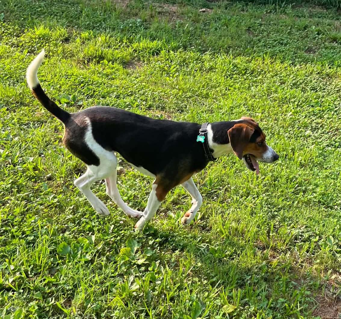 Enlarge Buzz- Lightyear - Sponsored, a ADOPTABLE Treeing Walker Coonhound in Monterey, VA image 5/5