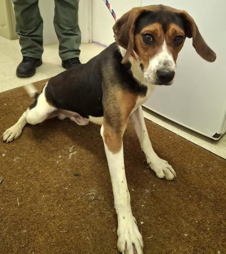 Buzz- Lightyear - Sponsored, a ADOPTABLE Treeing Walker Coonhound in Monterey, VA image 3/3