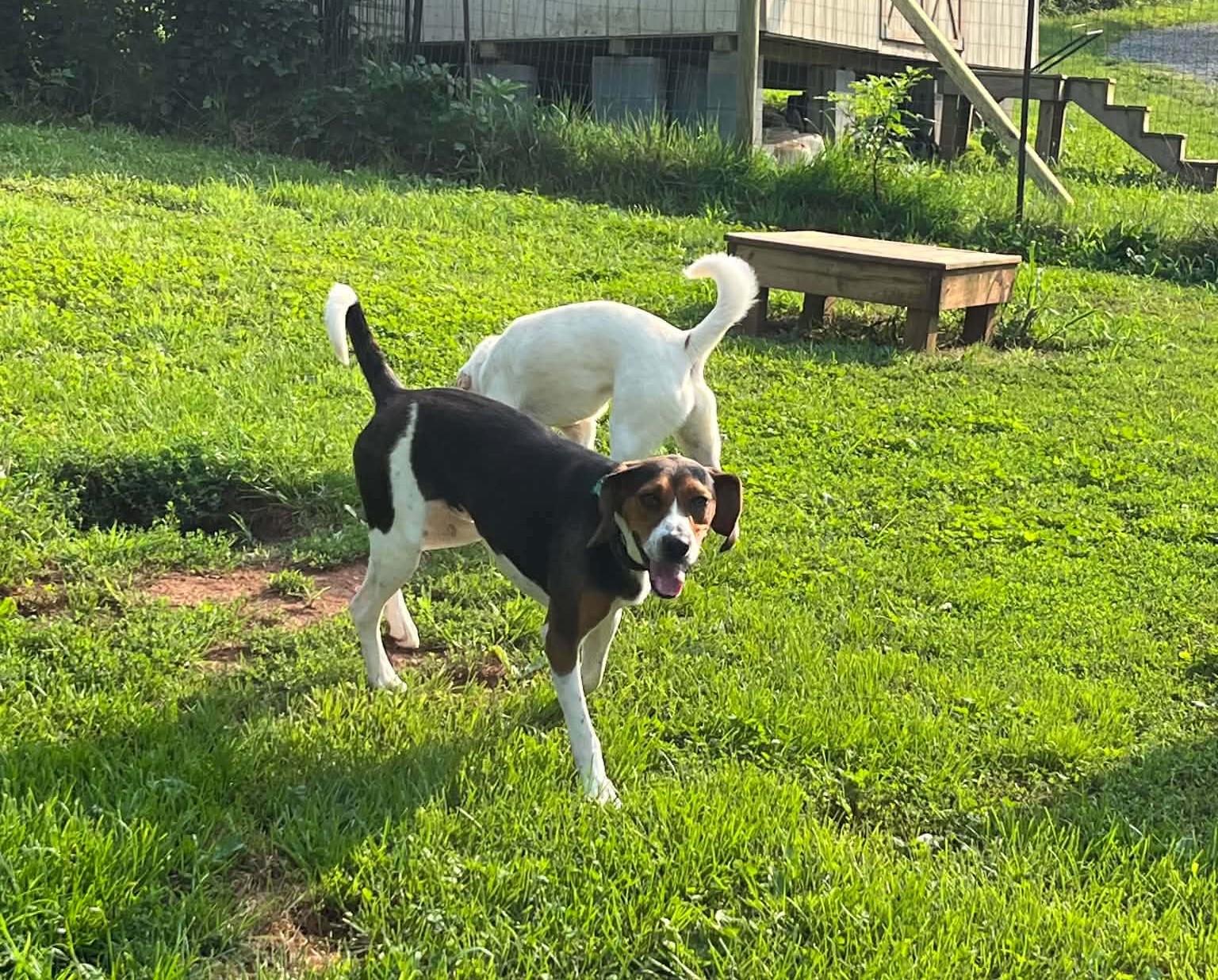 Enlarge Buzz- Lightyear - Sponsored, a ADOPTABLE Treeing Walker Coonhound in Monterey, VA image 3/5