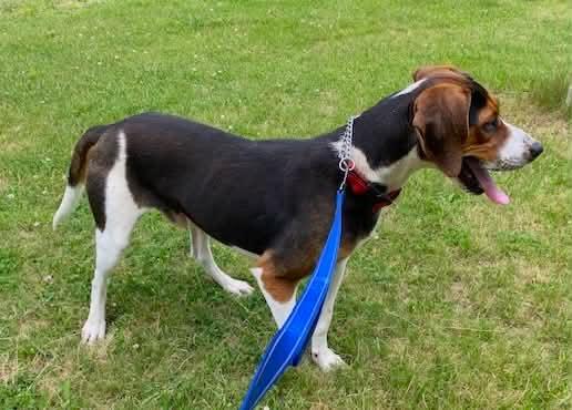 Buzz- Lightyear - Sponsored, a ADOPTABLE Treeing Walker Coonhound in Monterey, VA image 2/4
