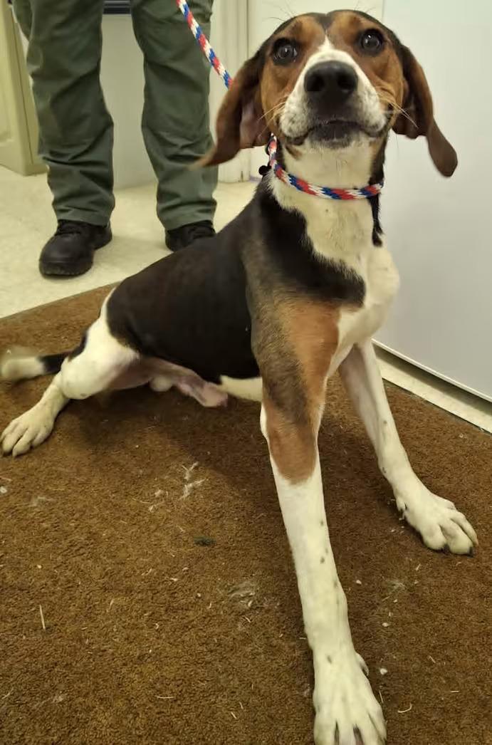 Buzz- Lightyear - Sponsored, a ADOPTABLE Treeing Walker Coonhound in Monterey, VA image 1/3
