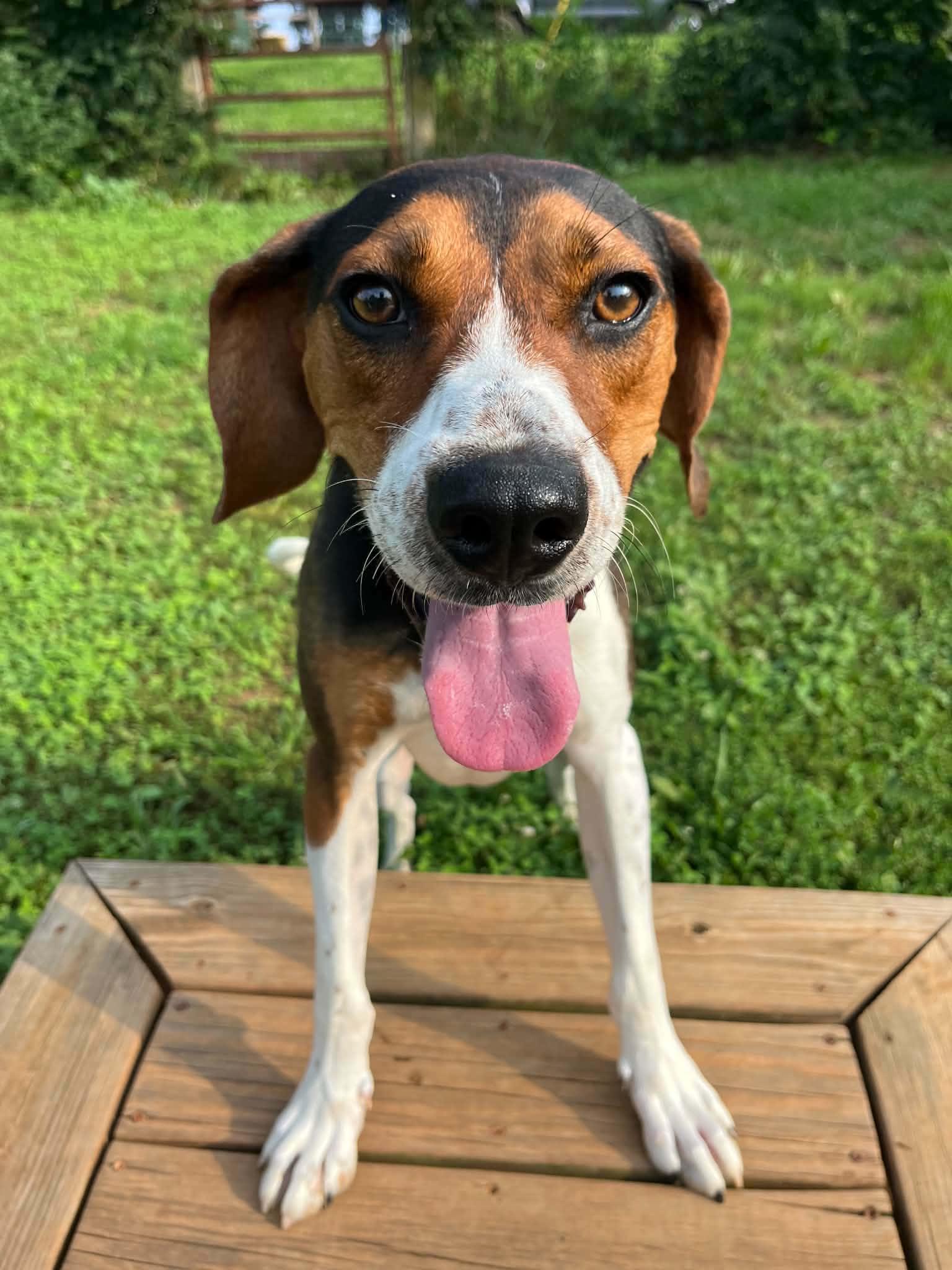 Buzz- Lightyear - Sponsored, ADOPTABLE, Young Male Treeing Walker Coonhound.