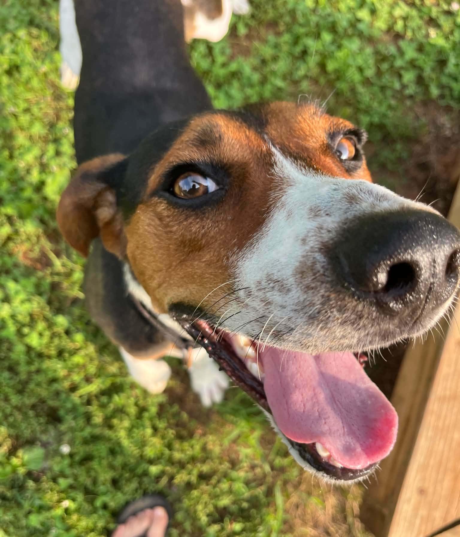 Enlarge Buzz- Lightyear - Sponsored, a ADOPTABLE Treeing Walker Coonhound in Monterey, VA image 4/5