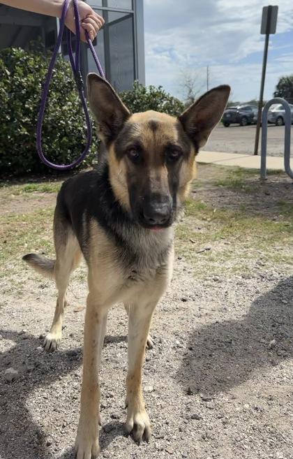 Enlarge HOPE, an adopted German Shepherd Dog in Fernandina Beach, FL image 2/3