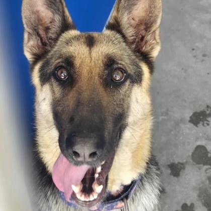 HOPE, adopted, Young Female German Shepherd Dog.