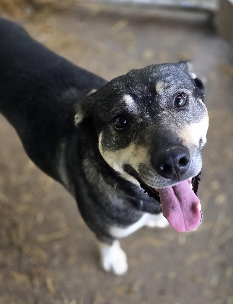 Enlarge Manny, a Adoptable mixed breed in Saint Clairsville, OH image 1/4