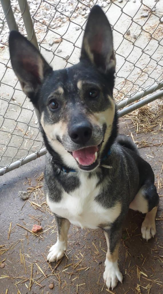 Enlarge Manny, a Adoptable mixed breed in Saint Clairsville, OH image 2/4