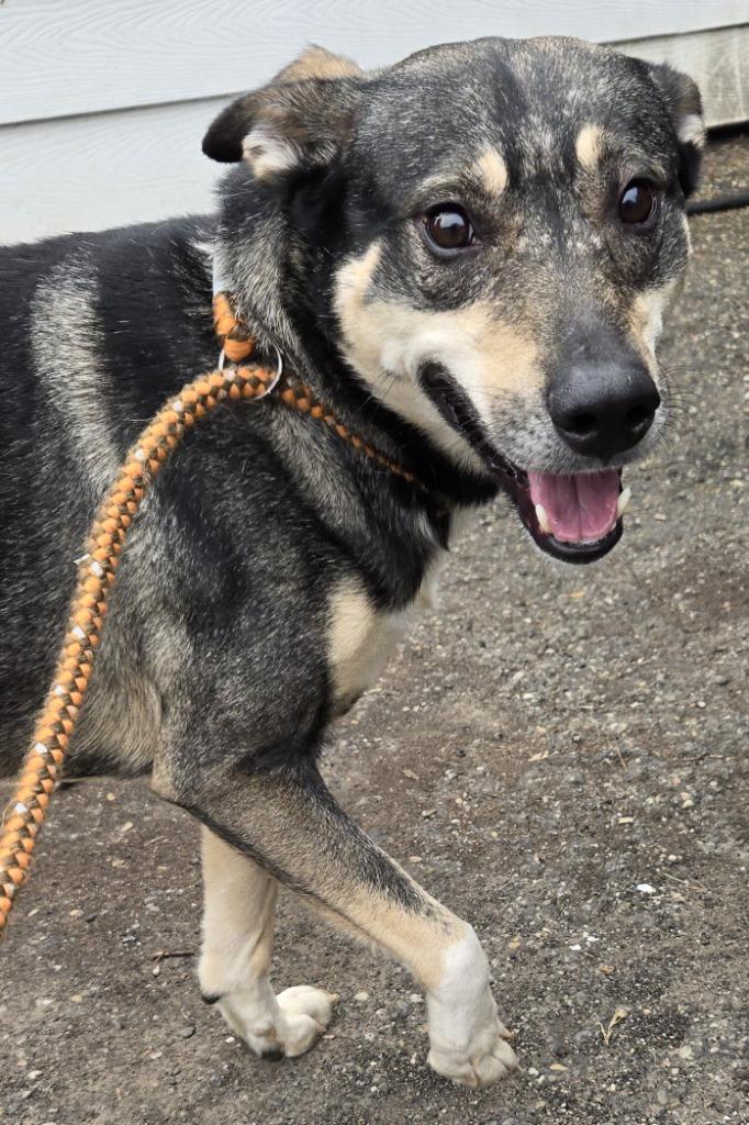 Enlarge Manny, a Adoptable mixed breed in Saint Clairsville, OH image 1/4