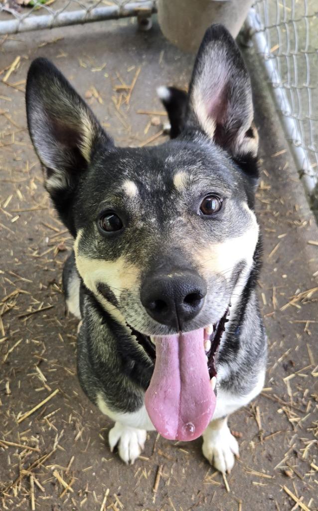 Enlarge Manny, a Adoptable mixed breed in Saint Clairsville, OH image 3/4