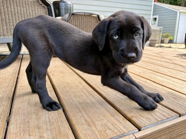 Ghirardelli, an adopted mixed breed in Tacoma, WA image 2/6
