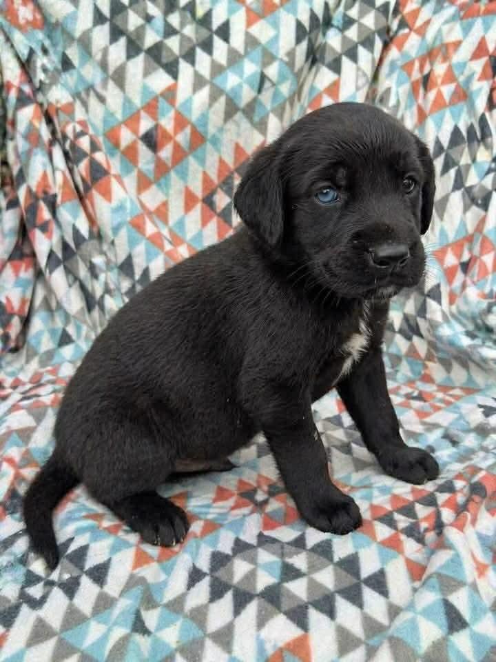Ghirardelli, an adopted mixed breed in Tacoma, WA image 6/6