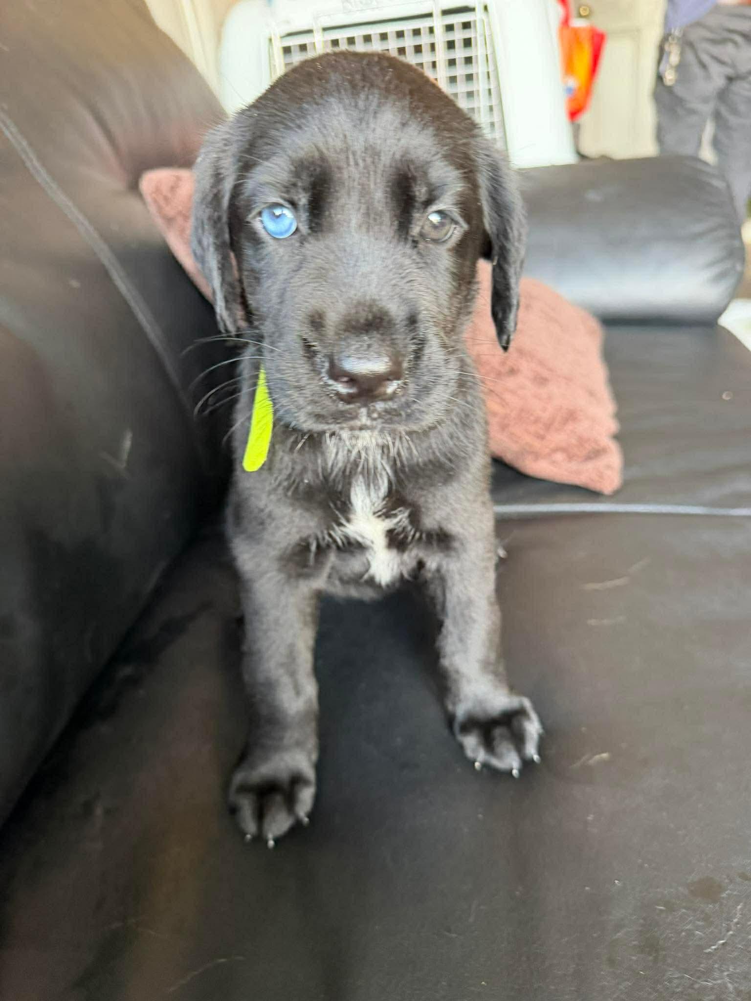 Ghirardelli, an adopted mixed breed in Tacoma, WA image 5/6