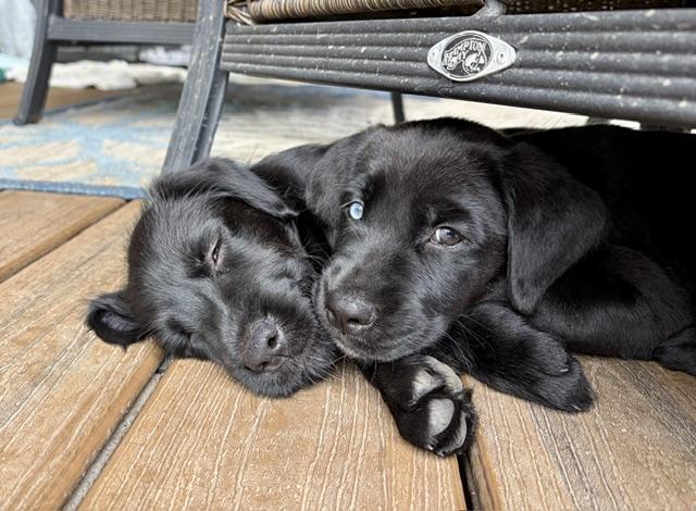 Ghirardelli, an adopted mixed breed in Tacoma, WA image 3/6