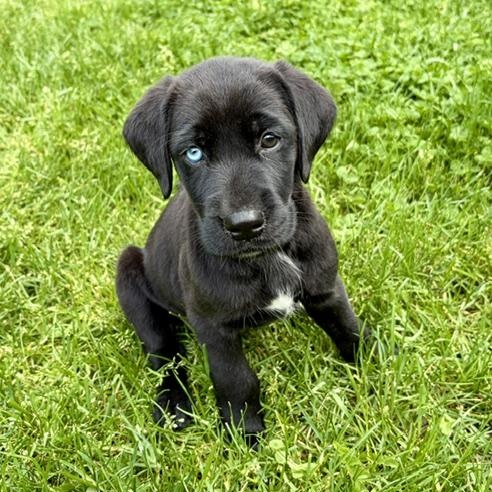 Ghirardelli, adopted, Puppy Female Mixed Breed & Golden Retriever.