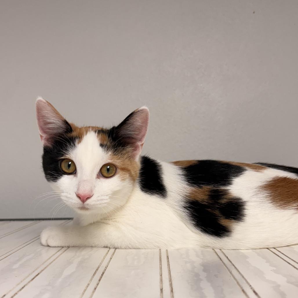 Enlarge Fee, a Adoptable mixed breed in Mount Vernon, IL image 1/2