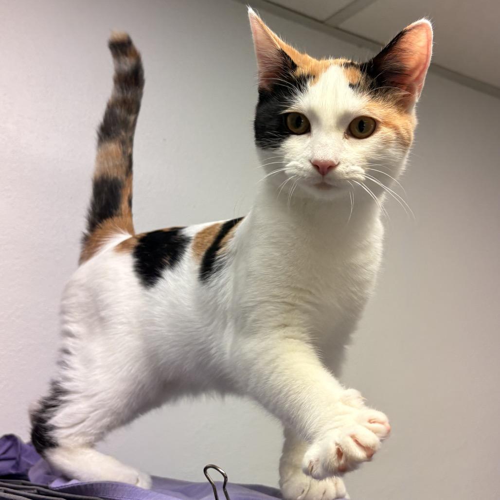Enlarge Fee, a Adoptable mixed breed in Mount Vernon, IL image 2/2