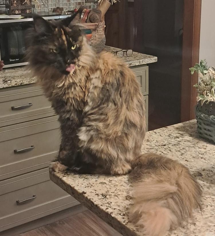 Gypsy, a ADOPTABLE Maine Coon in Limekiln, PA image 2/3