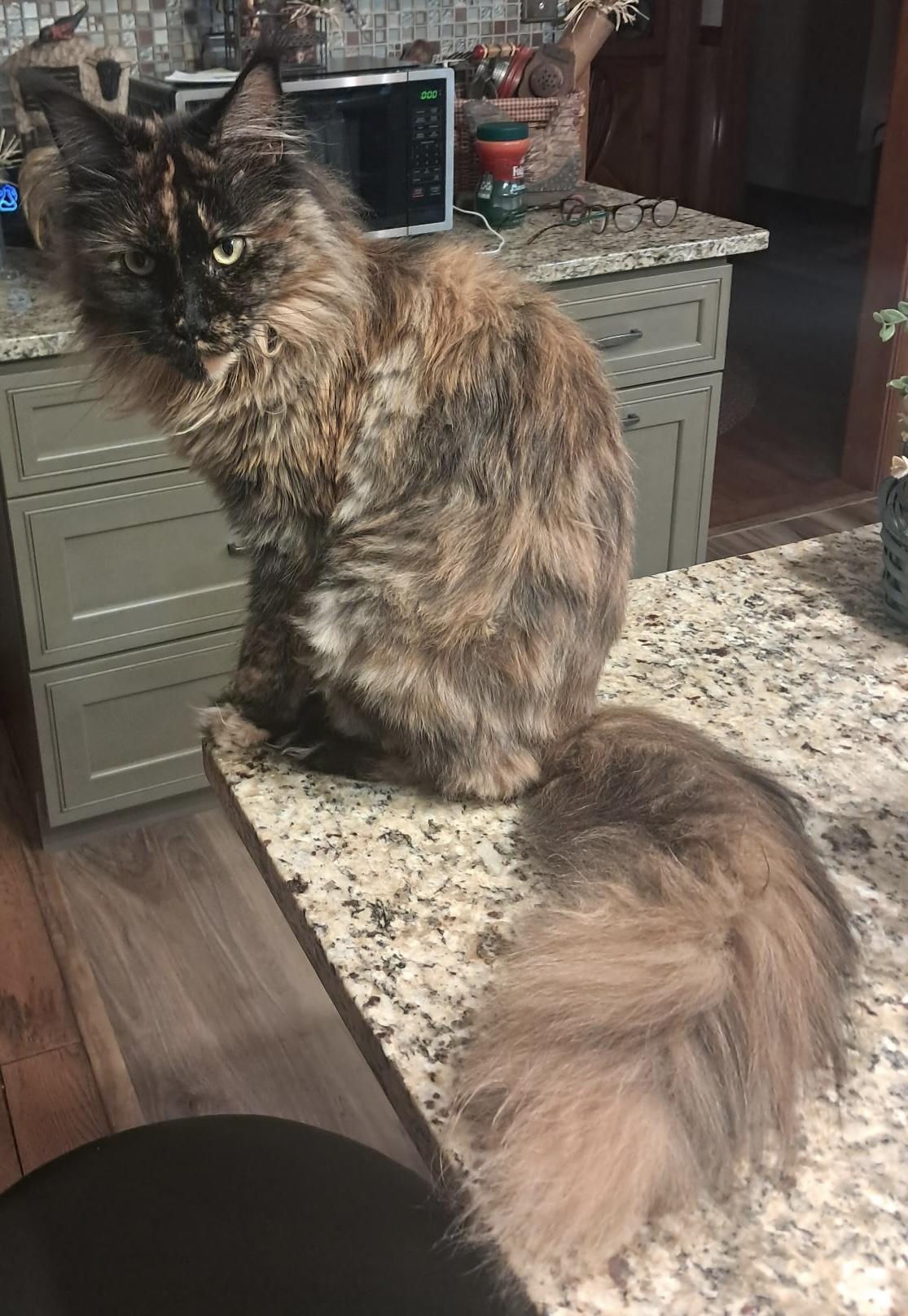 Gypsy, a ADOPTABLE Maine Coon in Limekiln, PA image 3/3