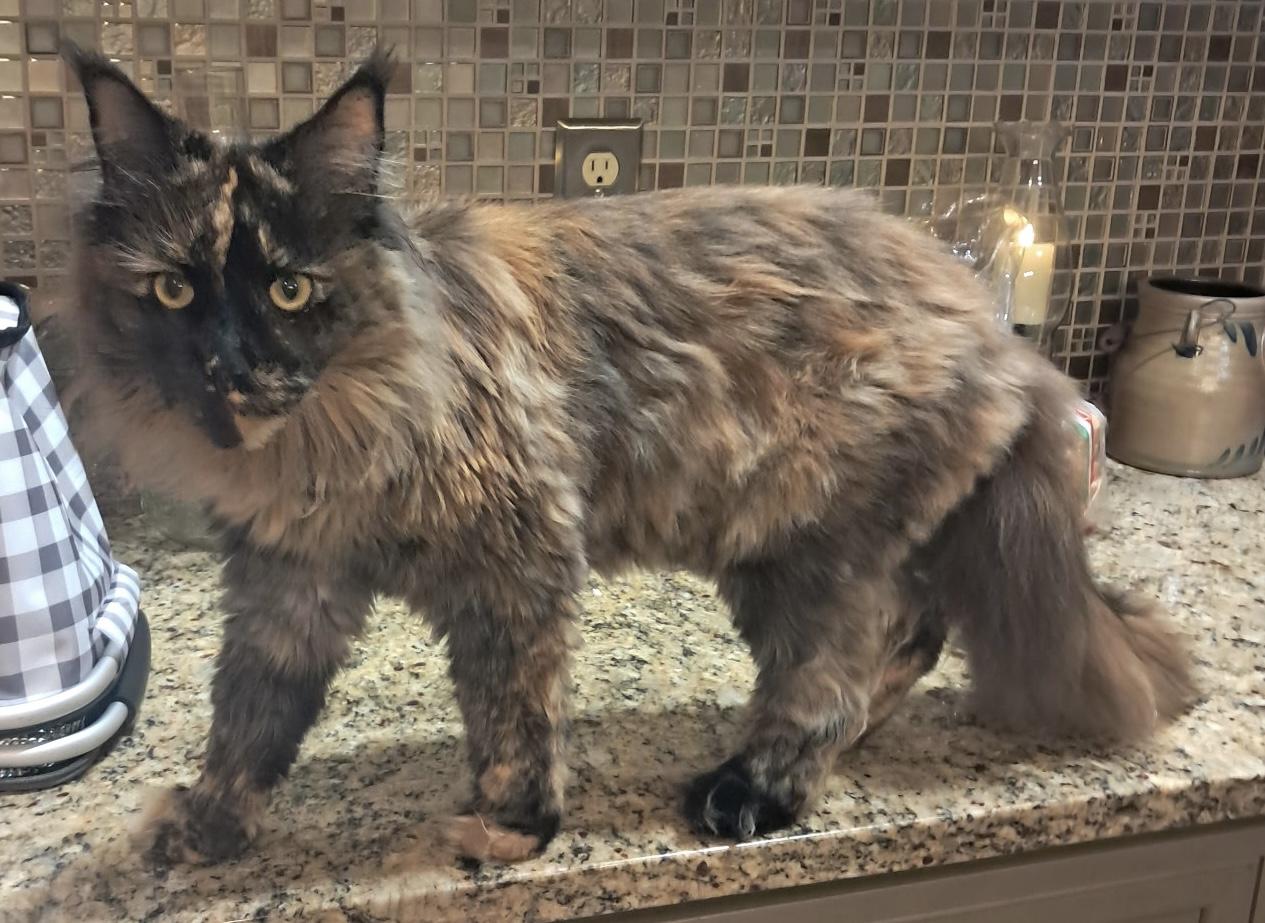 Gypsy, ADOPTABLE, Adult Female Maine Coon.