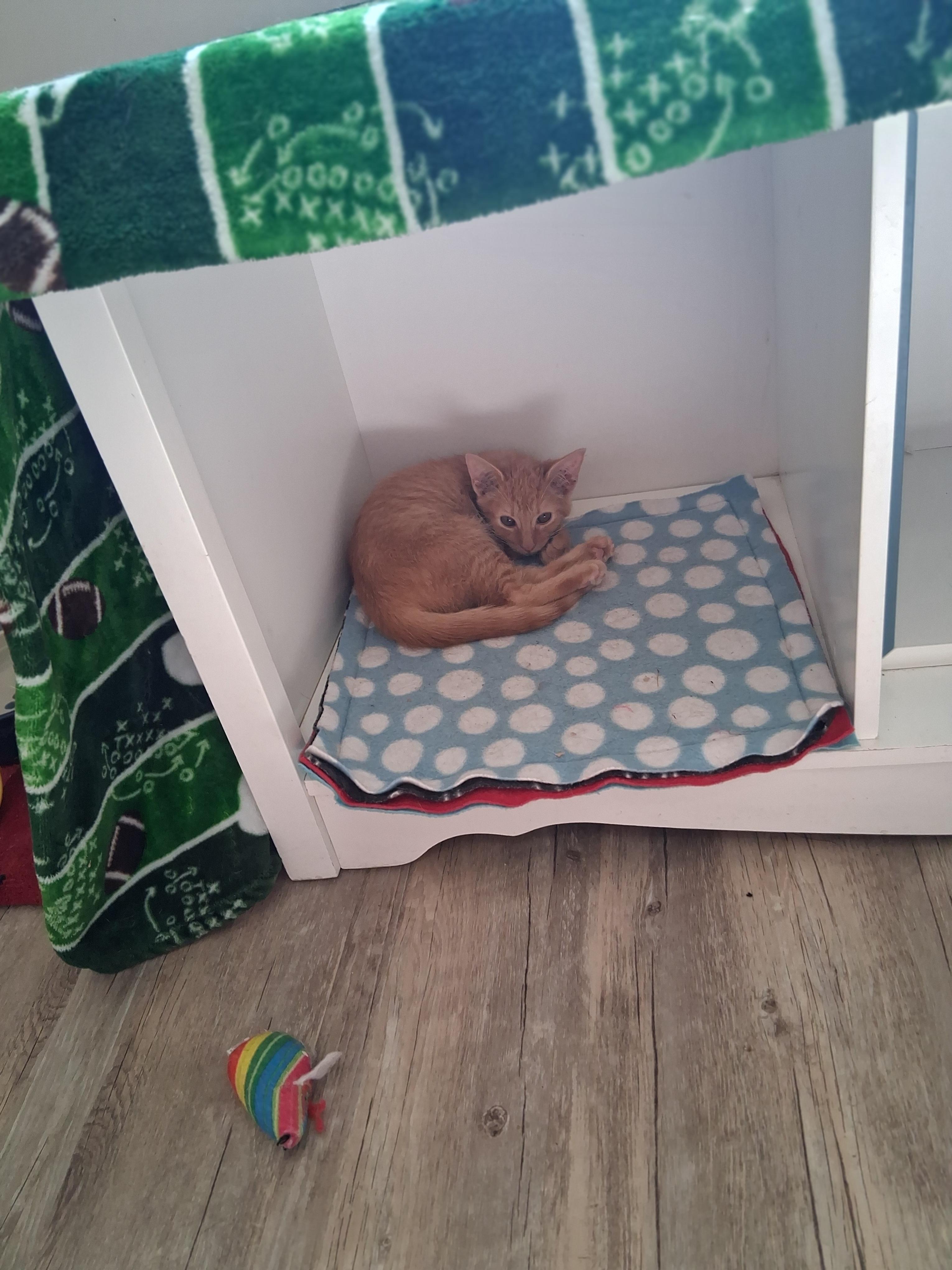 Marmalade, Adoptable, Kitten Female Domestic Medium Hair.