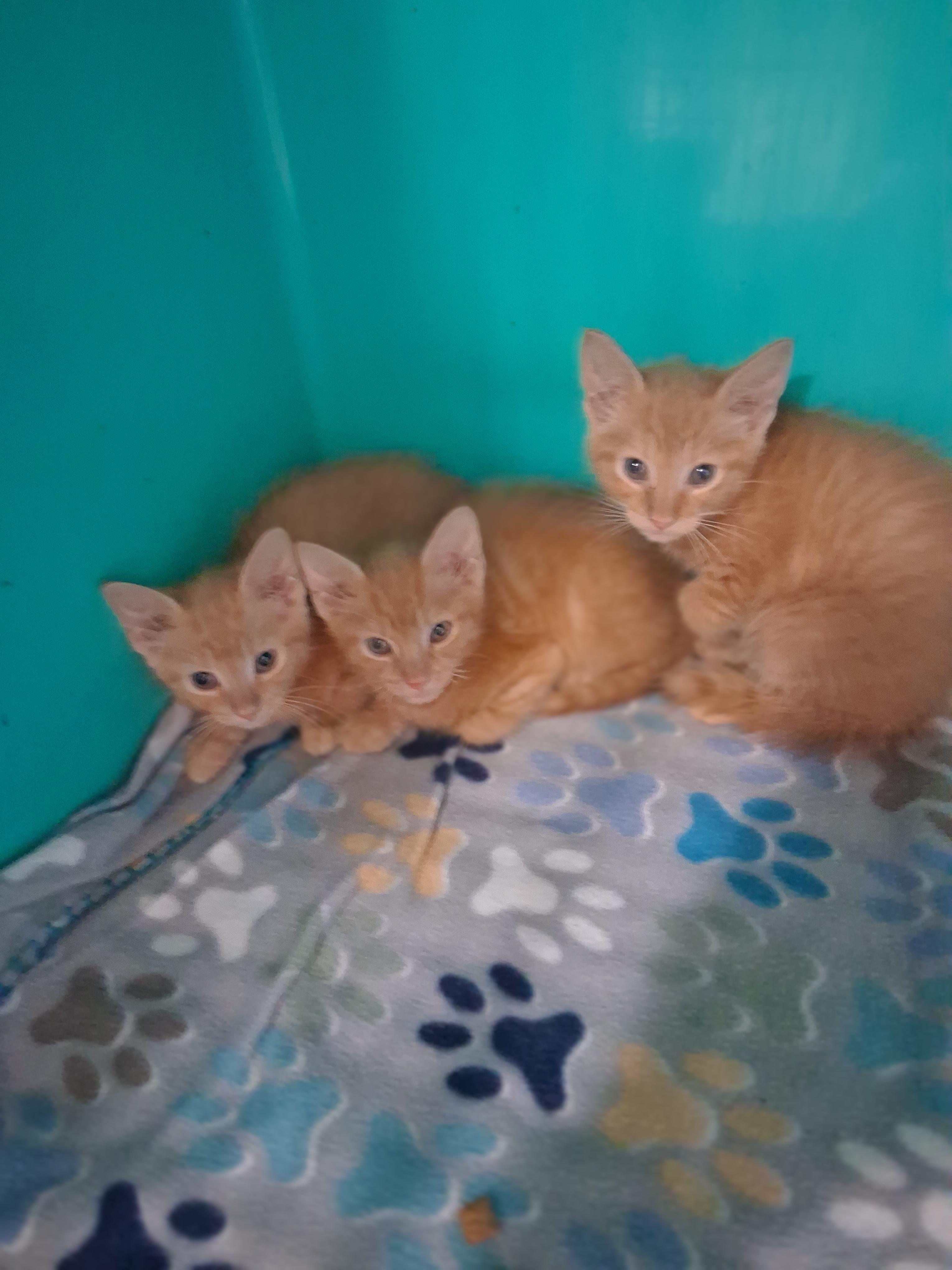 Enlarge Marmalade, a Adoptable mixed breed in Lynchburg, TN image 2/2