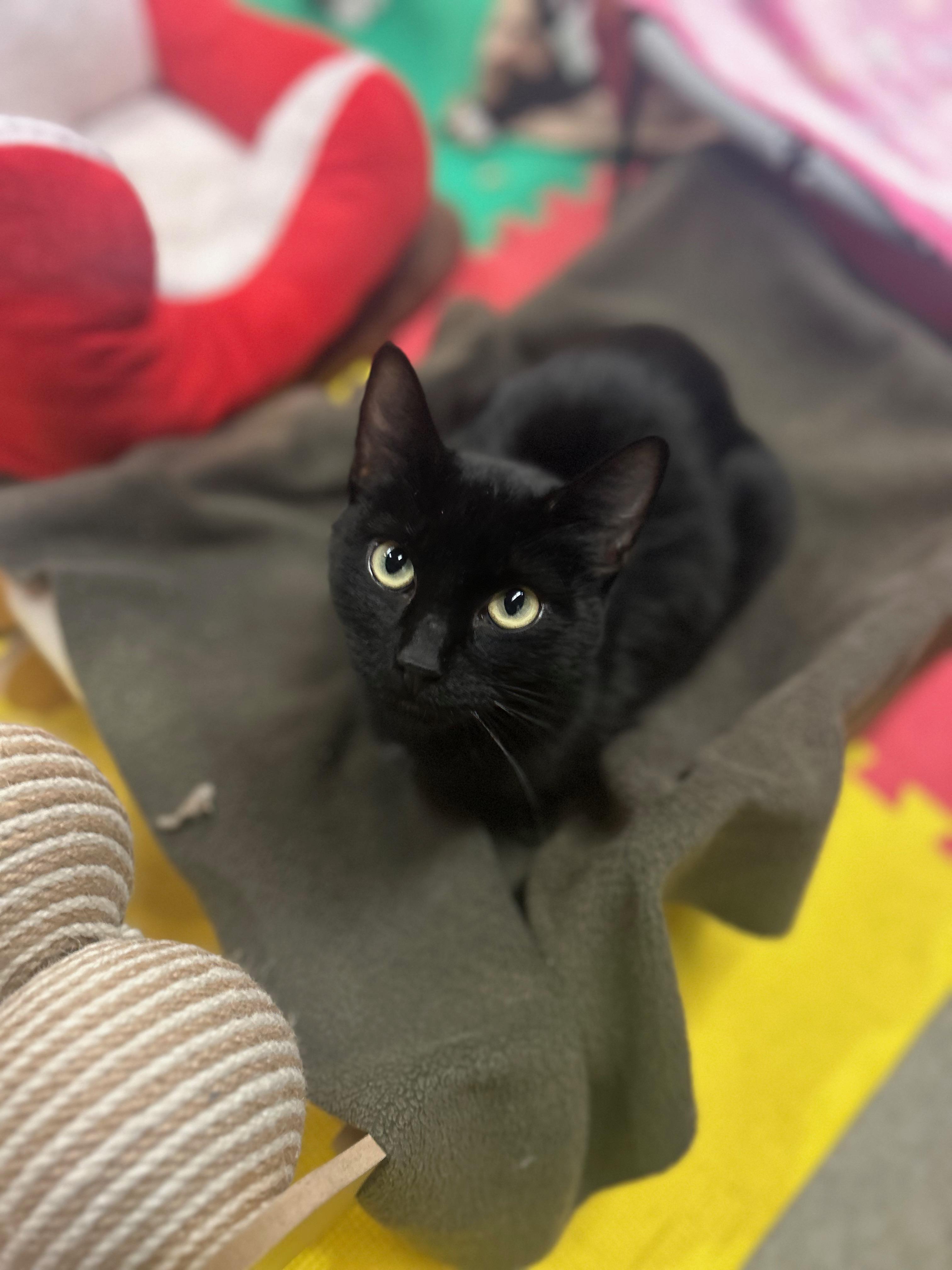 Enlarge Moon, a Adoptable Domestic Long Hair in Tillamook, OR image 1/5