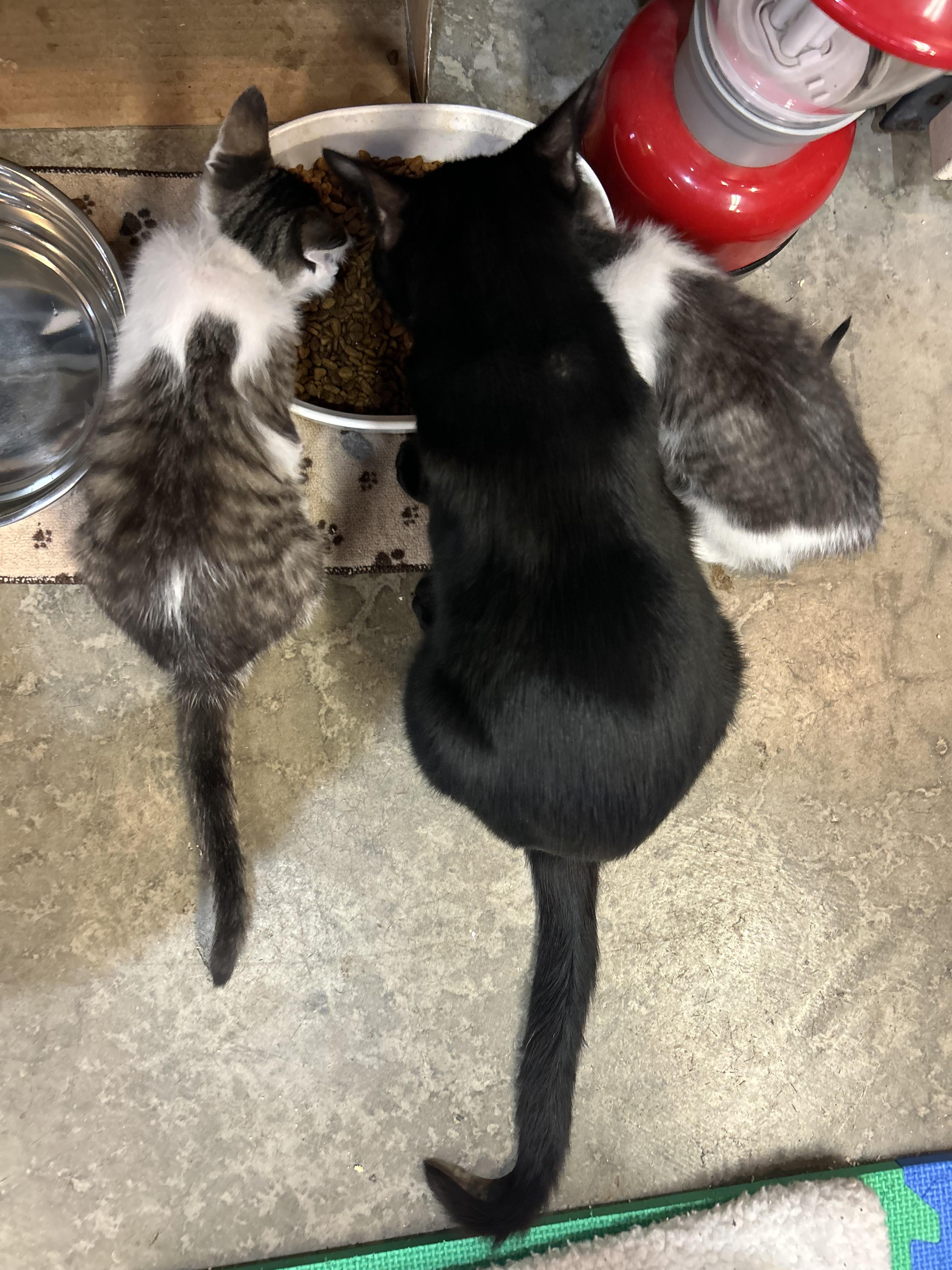 Enlarge Moon, a Adoptable Domestic Long Hair in Tillamook, OR image 2/5