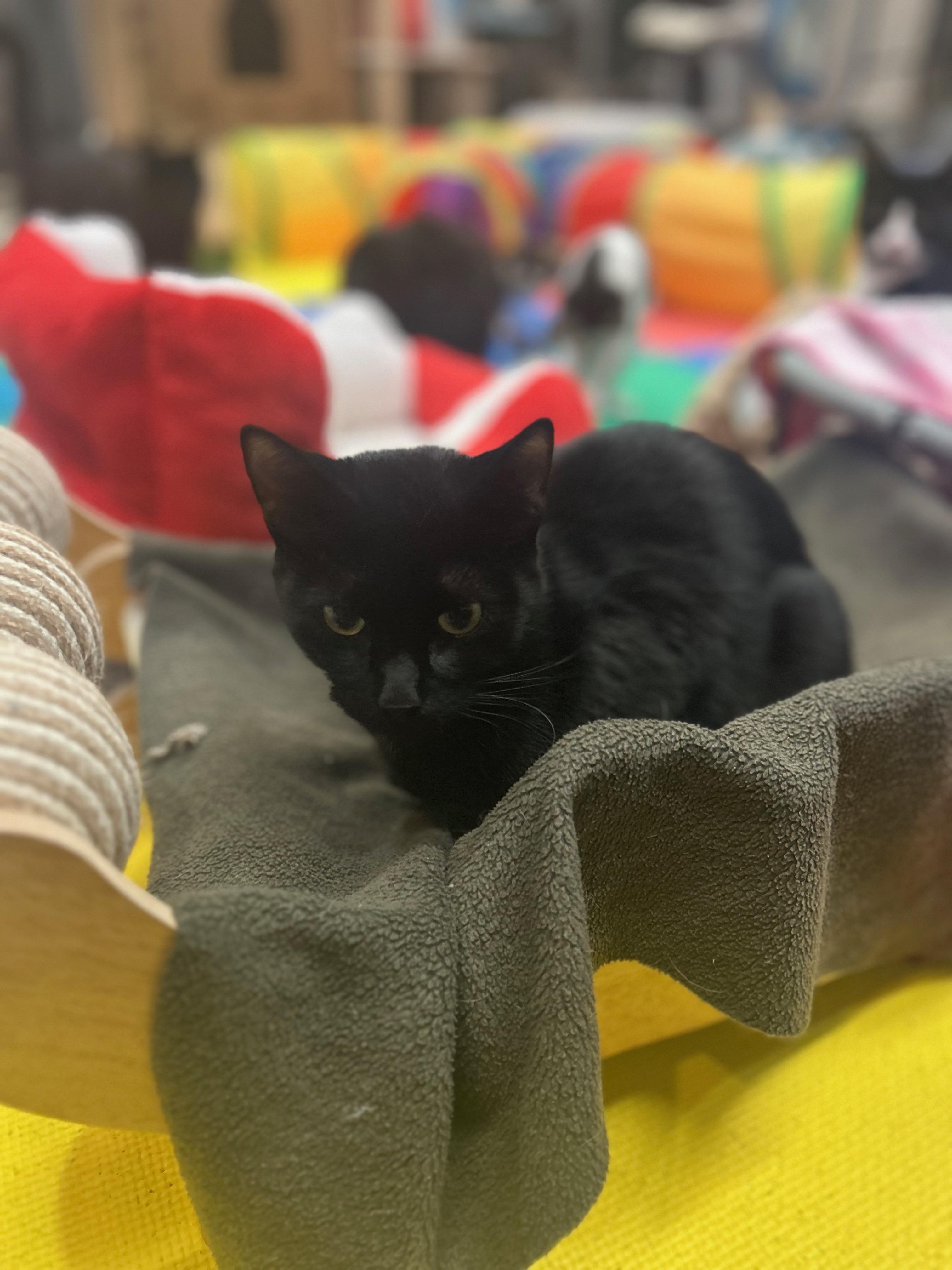 Enlarge Moon, a Adoptable Domestic Long Hair in Tillamook, OR image 3/5