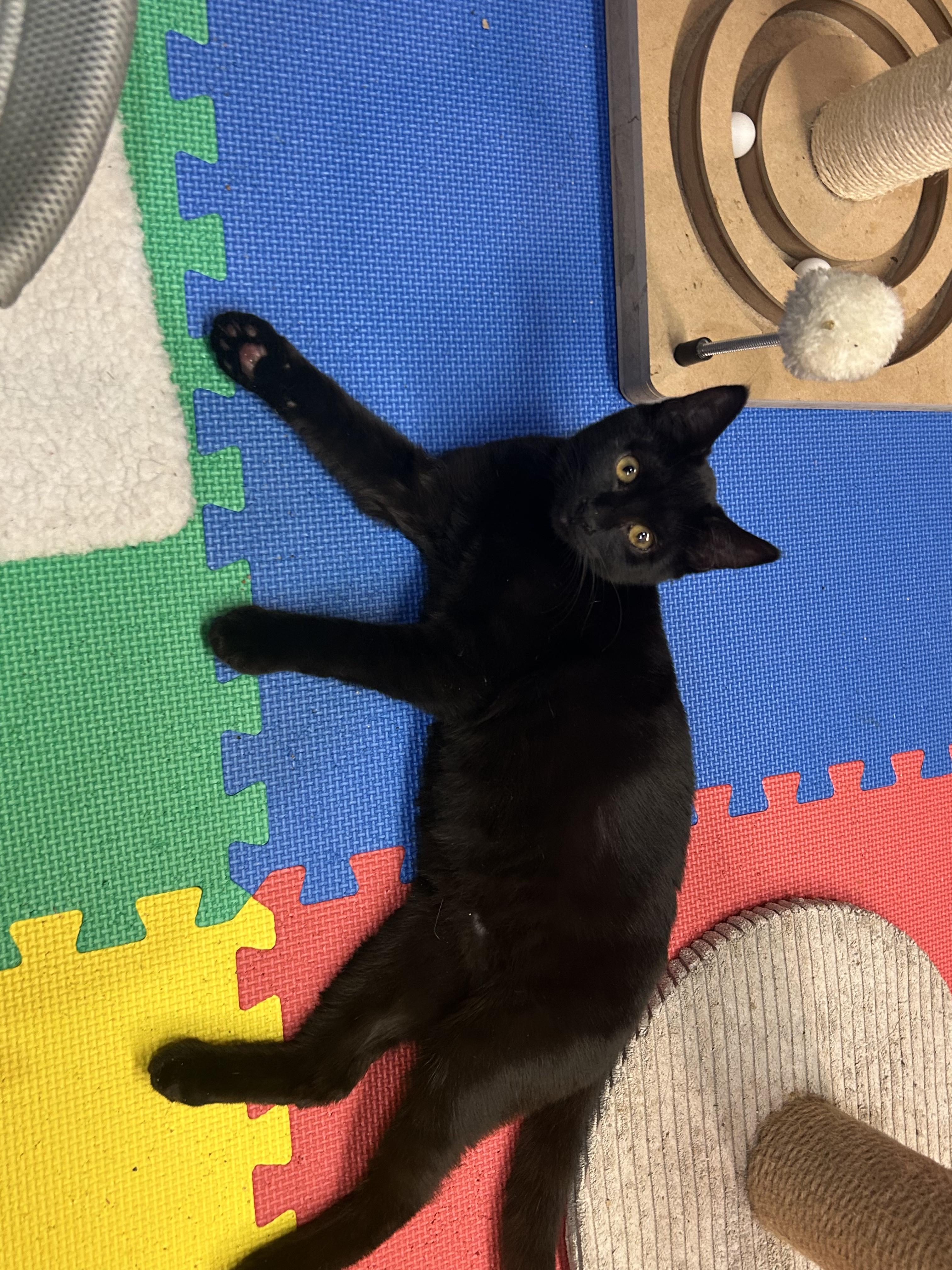 Enlarge Moon, a Adoptable Domestic Long Hair in Tillamook, OR image 4/5