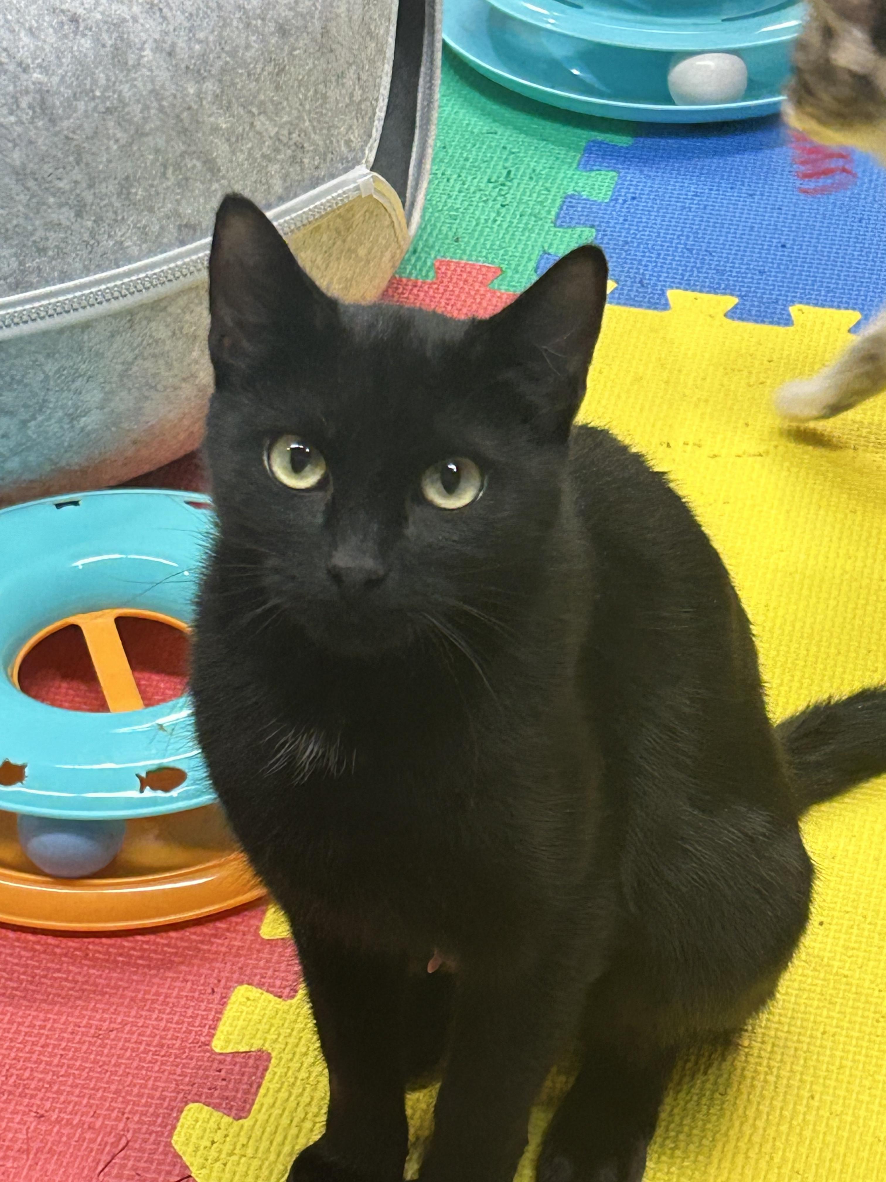 Enlarge Moon, a Adoptable Domestic Long Hair in Tillamook, OR image 5/5