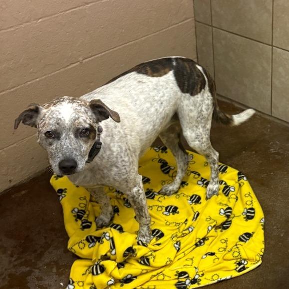 Reba, Adoptable, Adult Female Cattle Dog & Mixed Breed.