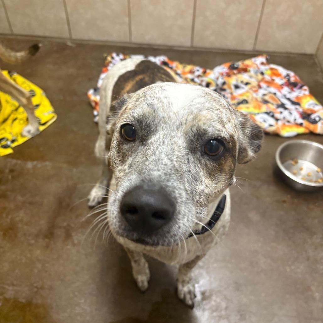 Reba, a Adoptable mixed breed in Springfield, MO image 3/6