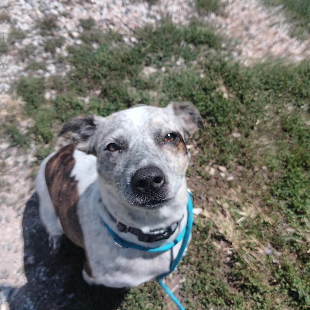 Reba, a Adoptable mixed breed in Springfield, MO image 4/6