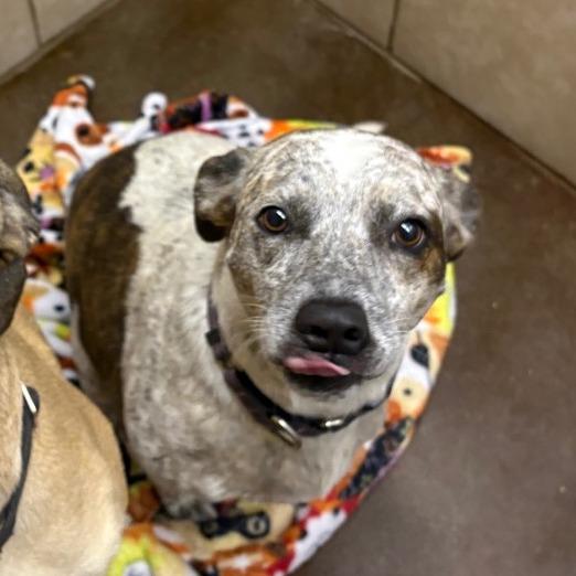 Reba, a Adoptable mixed breed in Springfield, MO image 5/6