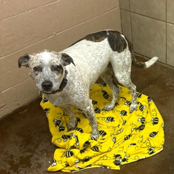 Reba, a Adoptable mixed breed in Springfield, MO image 6/6