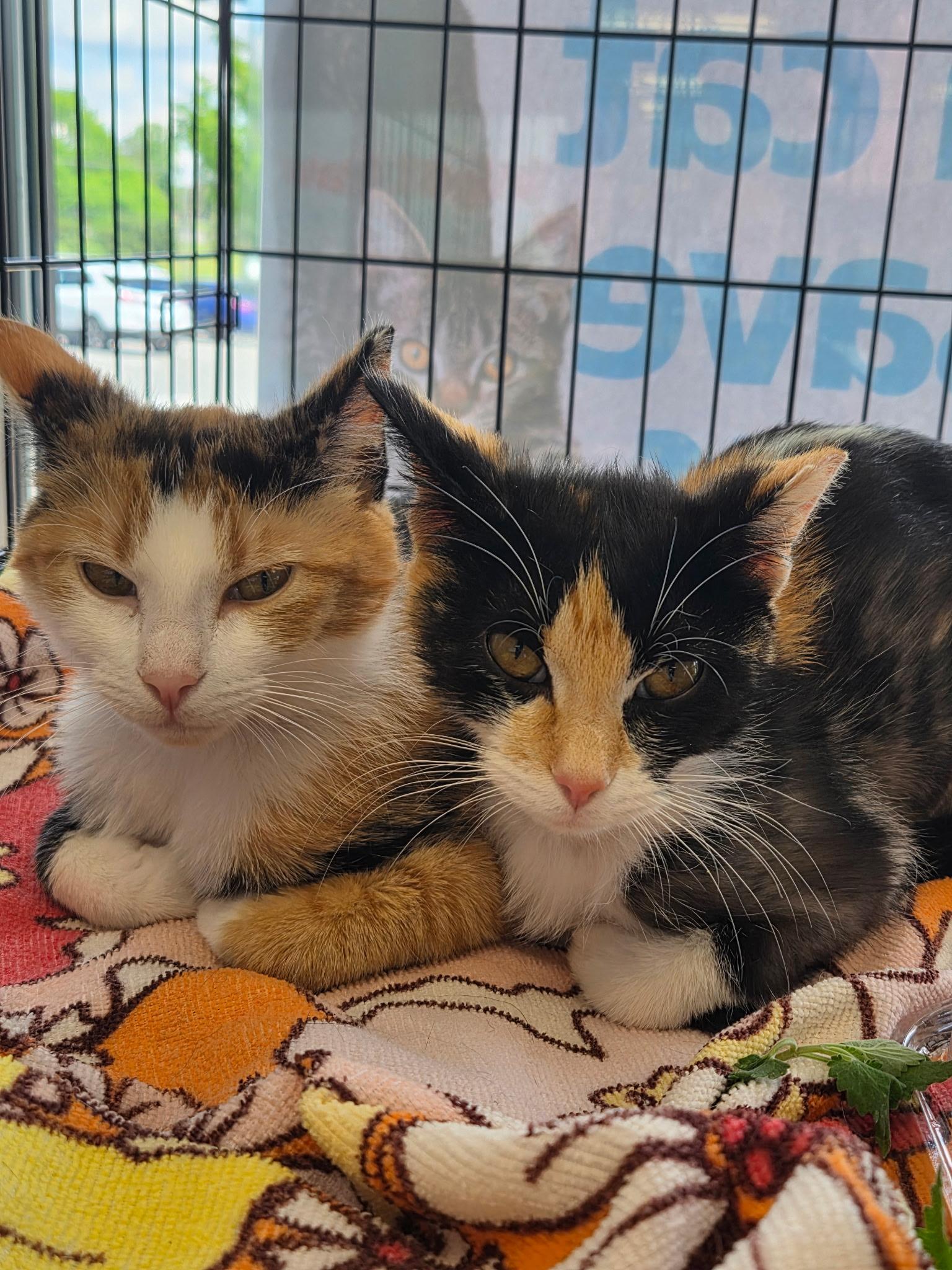 Cloti & Conchita, ADOPTABLE, Young Female Domestic Short Hair.