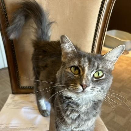 Enlarge Gigi, a Adoptable mixed breed in Las Vegas, NV image 4/4