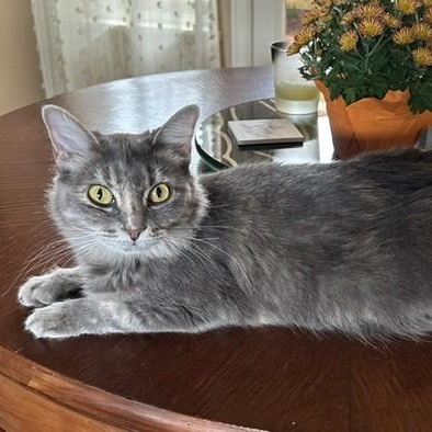 Enlarge Gigi, a Adoptable mixed breed in Las Vegas, NV image 2/4