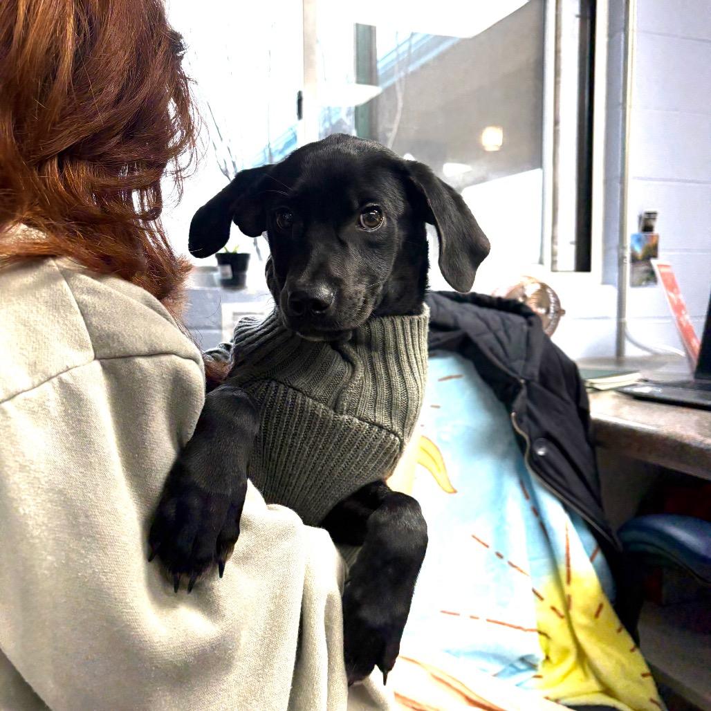 Irene, Adoptable, Puppy Female Mixed Breed.