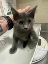 Bronwyn, ADOPTABLE, Young Female Domestic Medium Hair.