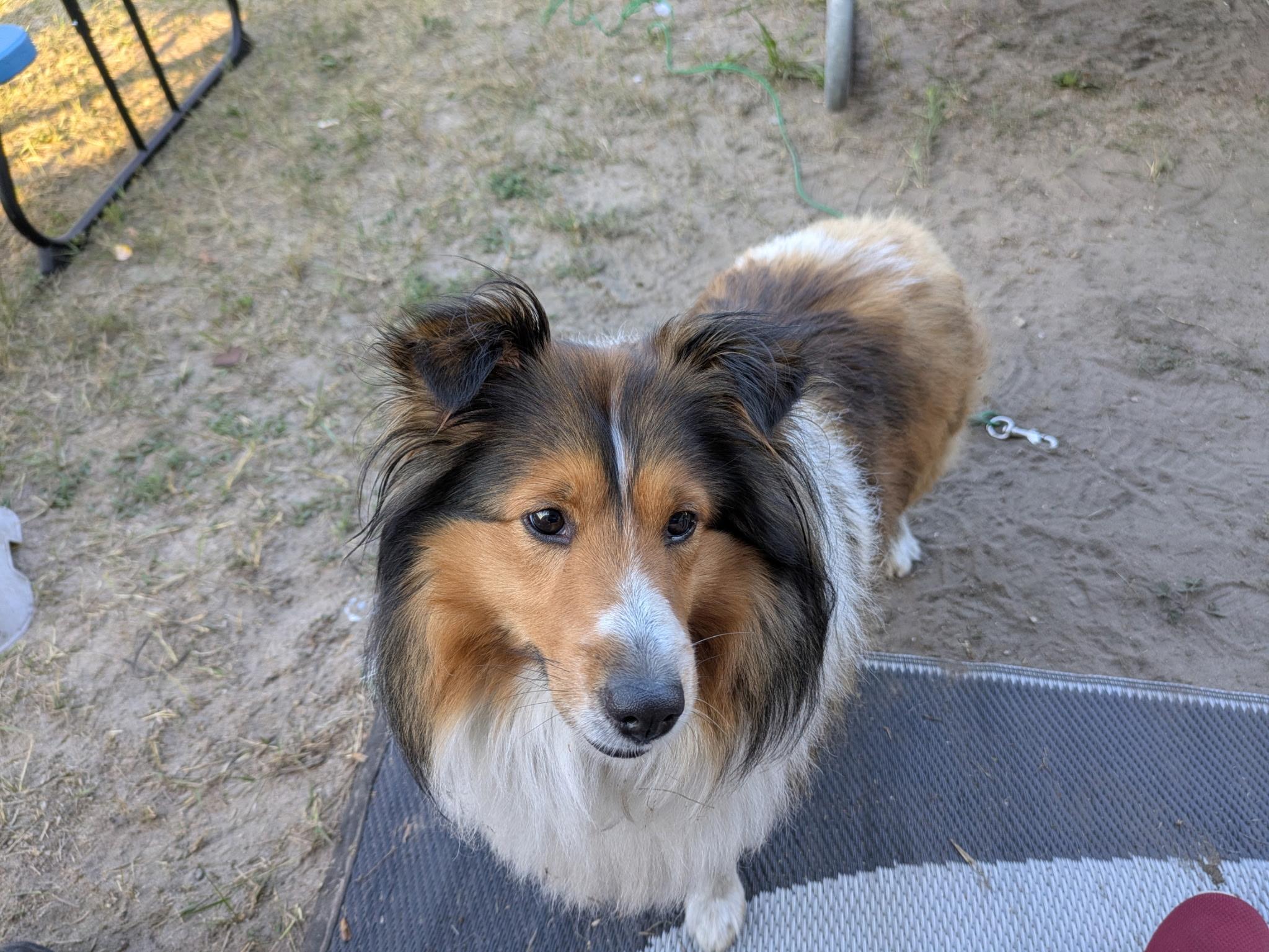 Enlarge Bayley, a ADOPTABLE Shetland Sheepdog / Sheltie in White Lake, MI image 5/6