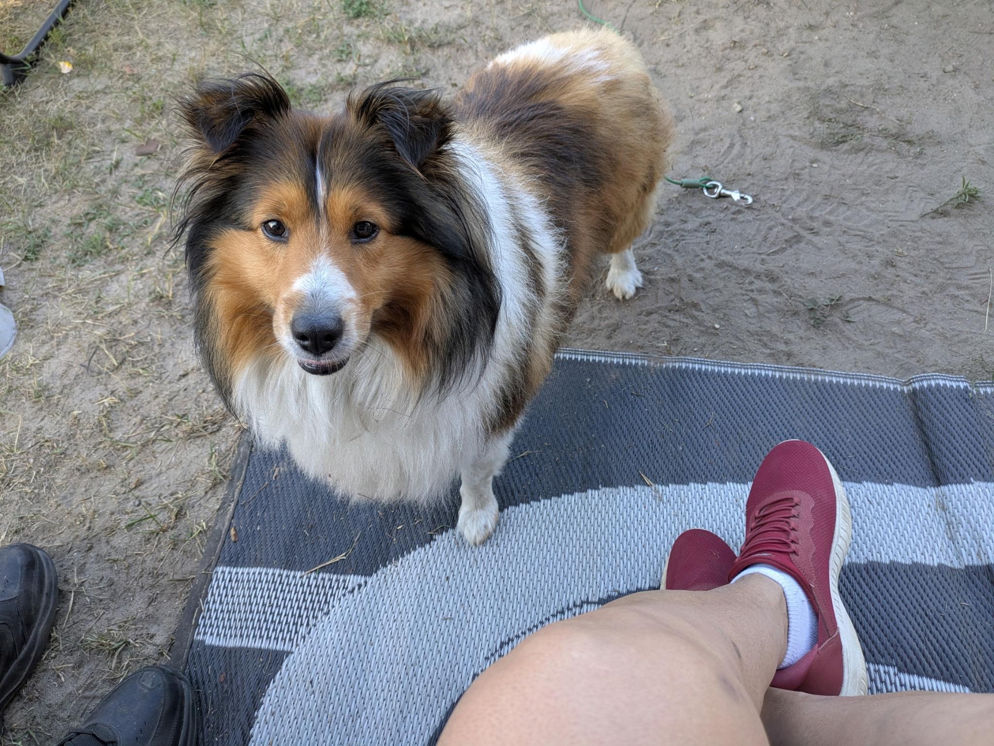 Enlarge Bayley, a ADOPTABLE Shetland Sheepdog / Sheltie in White Lake, MI image 3/6