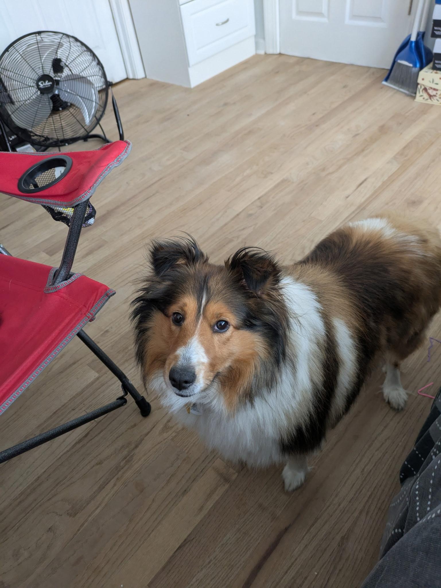 Enlarge Bayley, a ADOPTABLE Shetland Sheepdog / Sheltie in White Lake, MI image 1/6