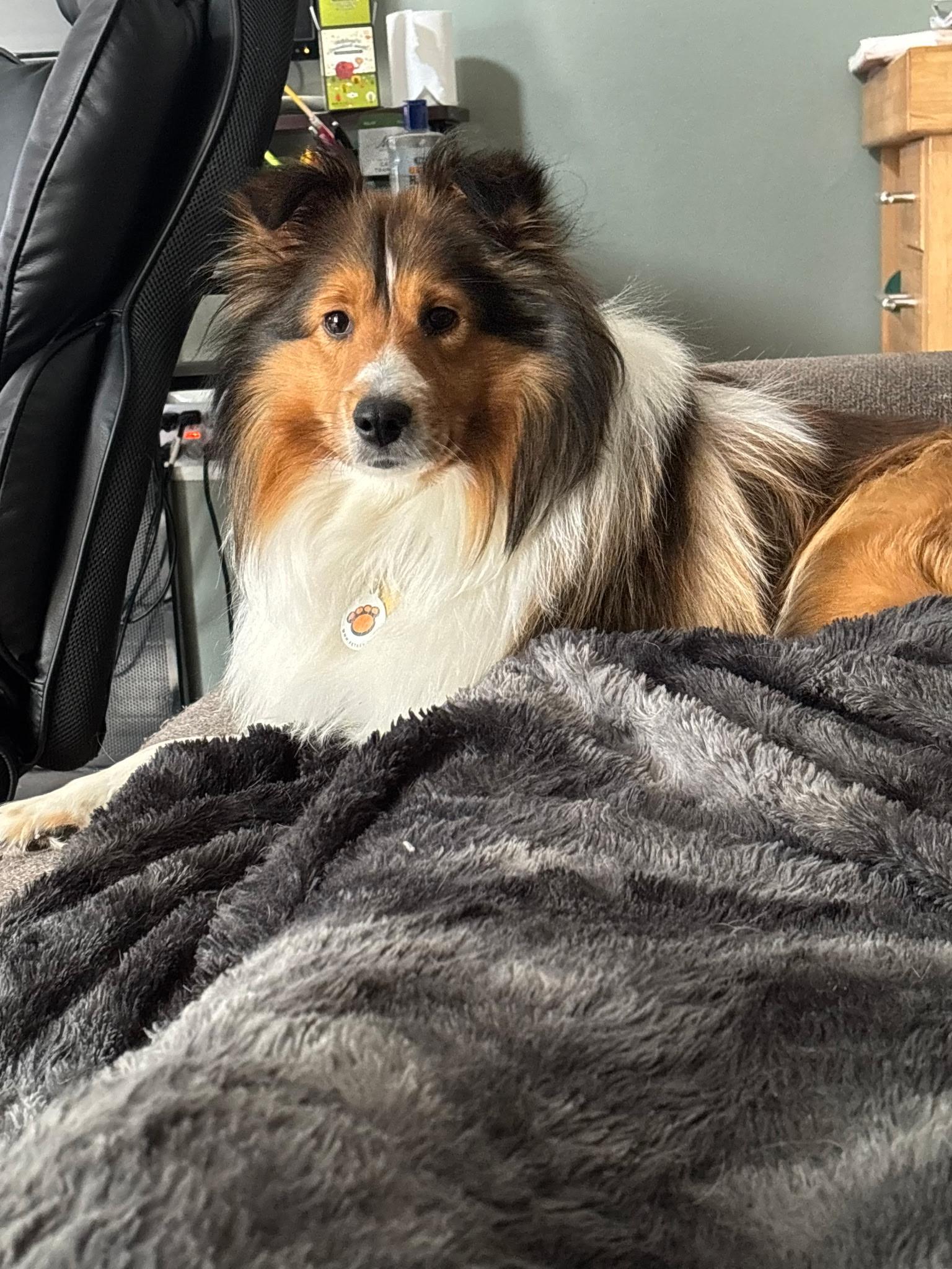 Enlarge Bayley, a ADOPTABLE Shetland Sheepdog / Sheltie in White Lake, MI image 4/6