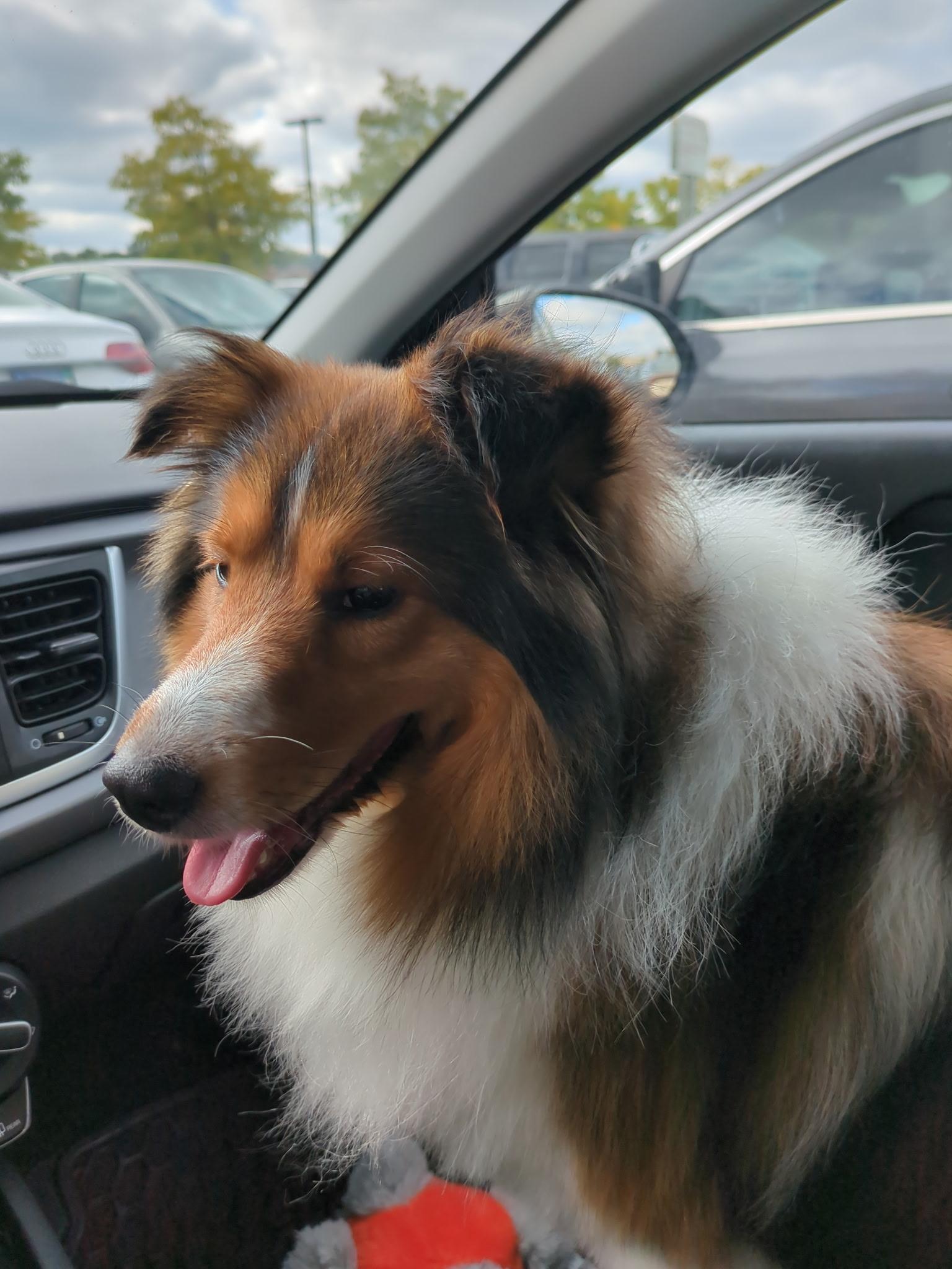 Enlarge Bayley, a ADOPTABLE Shetland Sheepdog / Sheltie in White Lake, MI image 6/6