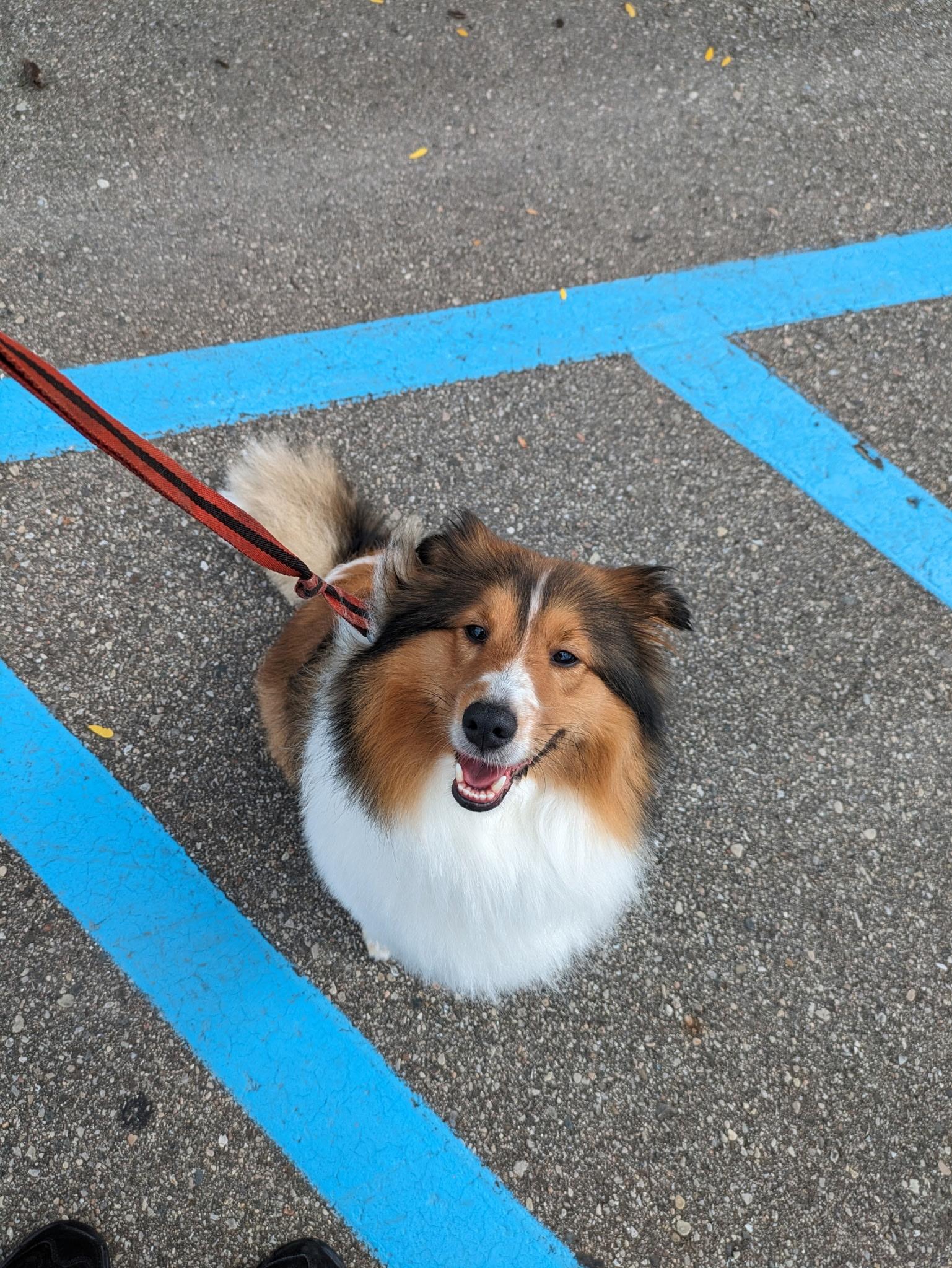 Enlarge Bayley, a ADOPTABLE Shetland Sheepdog / Sheltie in White Lake, MI image 2/6