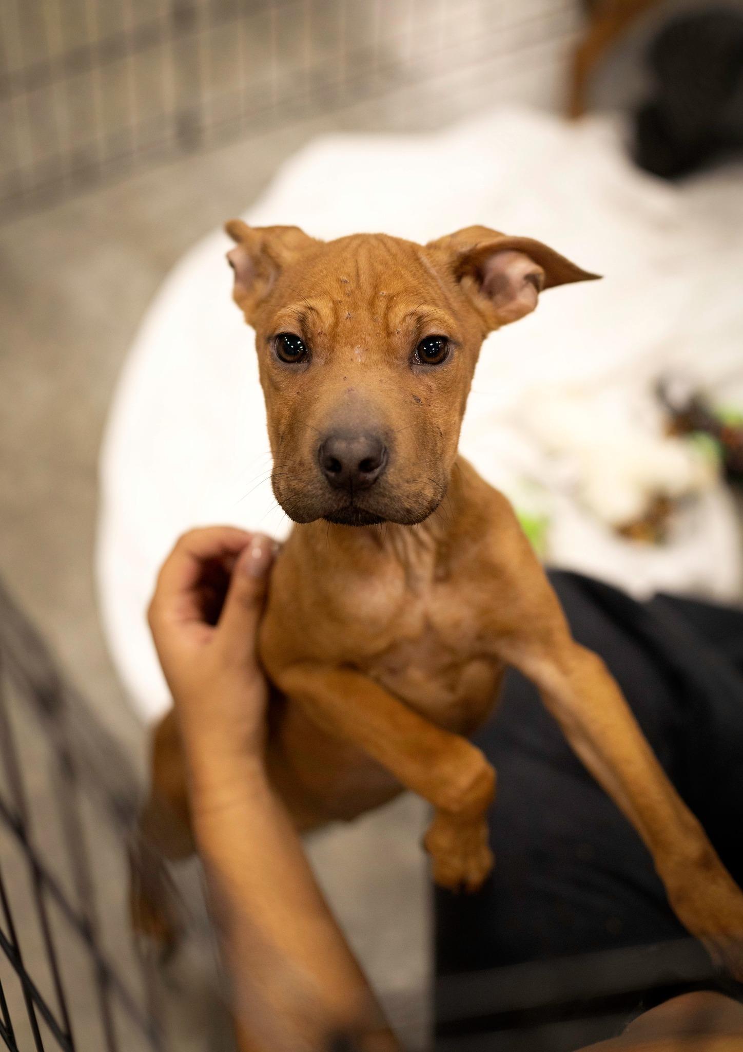 Enlarge Mogwai, a Adoptable mixed breed in West Richland, WA image 1/3